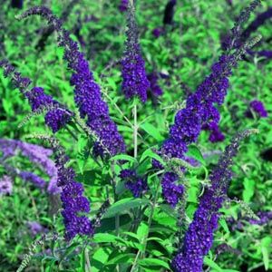 Budleja davida "Empire Blue" (Buddleja davidii)