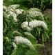 Budleja davida "White Profusion" (Buddleja davidii)