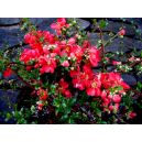 Pigwowiec pośredni "Texas Scarlet" (Chaenomeles superba)