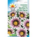 Gazania